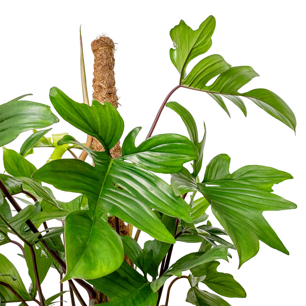 oak leaf philodendron Philodendron pedatum - Oak Leaf Philodendron - Moss Pole | Hortology