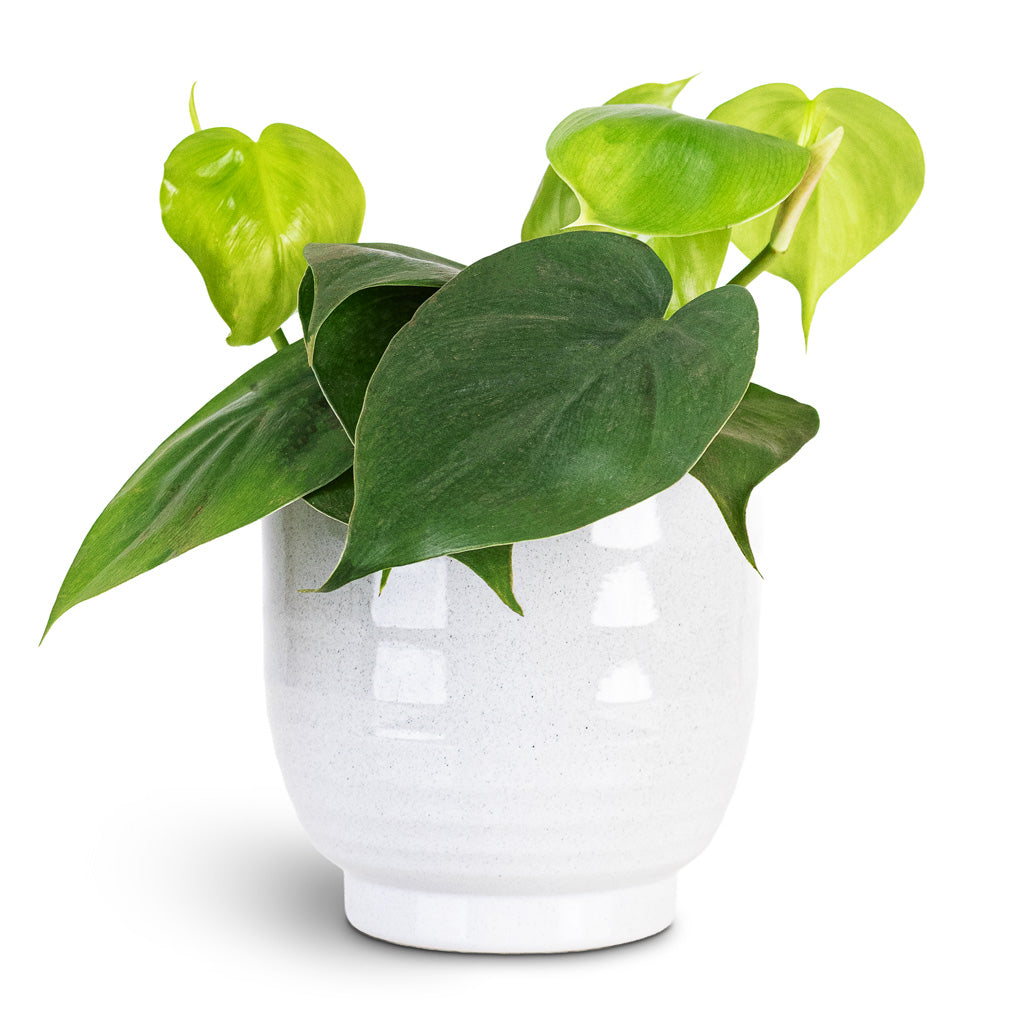 Philodendron scandens 12x20cm House Plant In Sofia Pot Grey 14x14cm