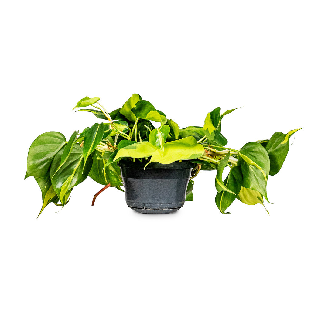 Philodendron scandens Brasil 15x30cm