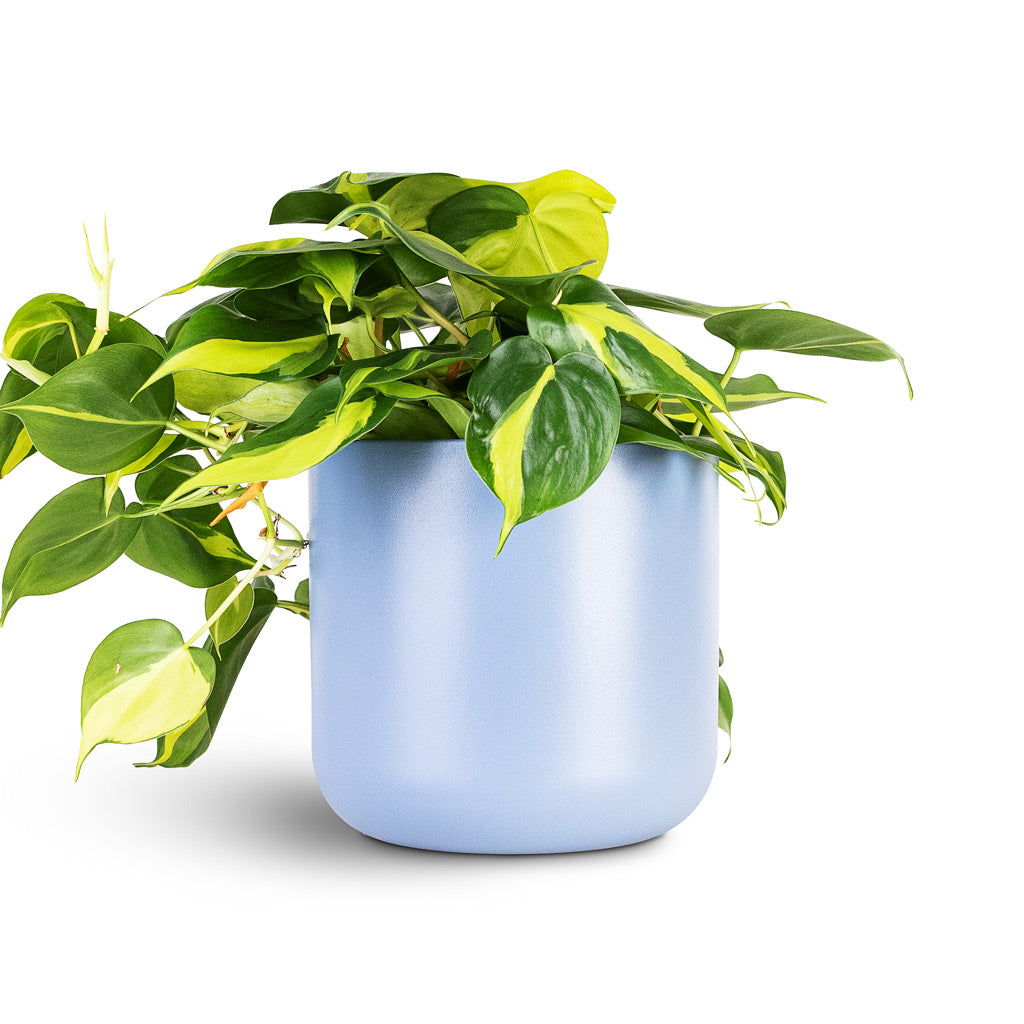 Philodendron scandens Brasil 17x30cm House Plant In Lisbon Pot Powder Blue 18.5x18.5cm