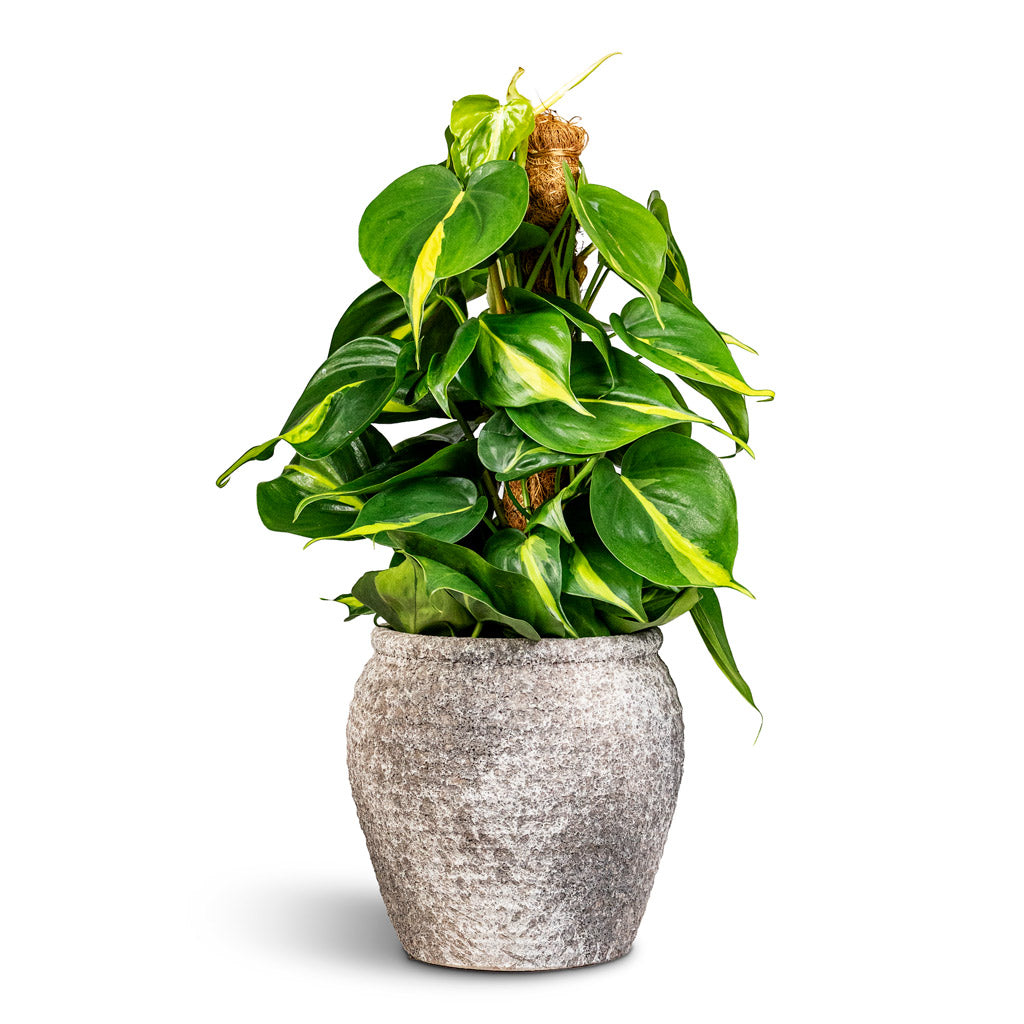 Philodendron scandens Brasil Moss Pole 15x50cm House Plant In Honeypot Planter Rustic Grey 19x21cm