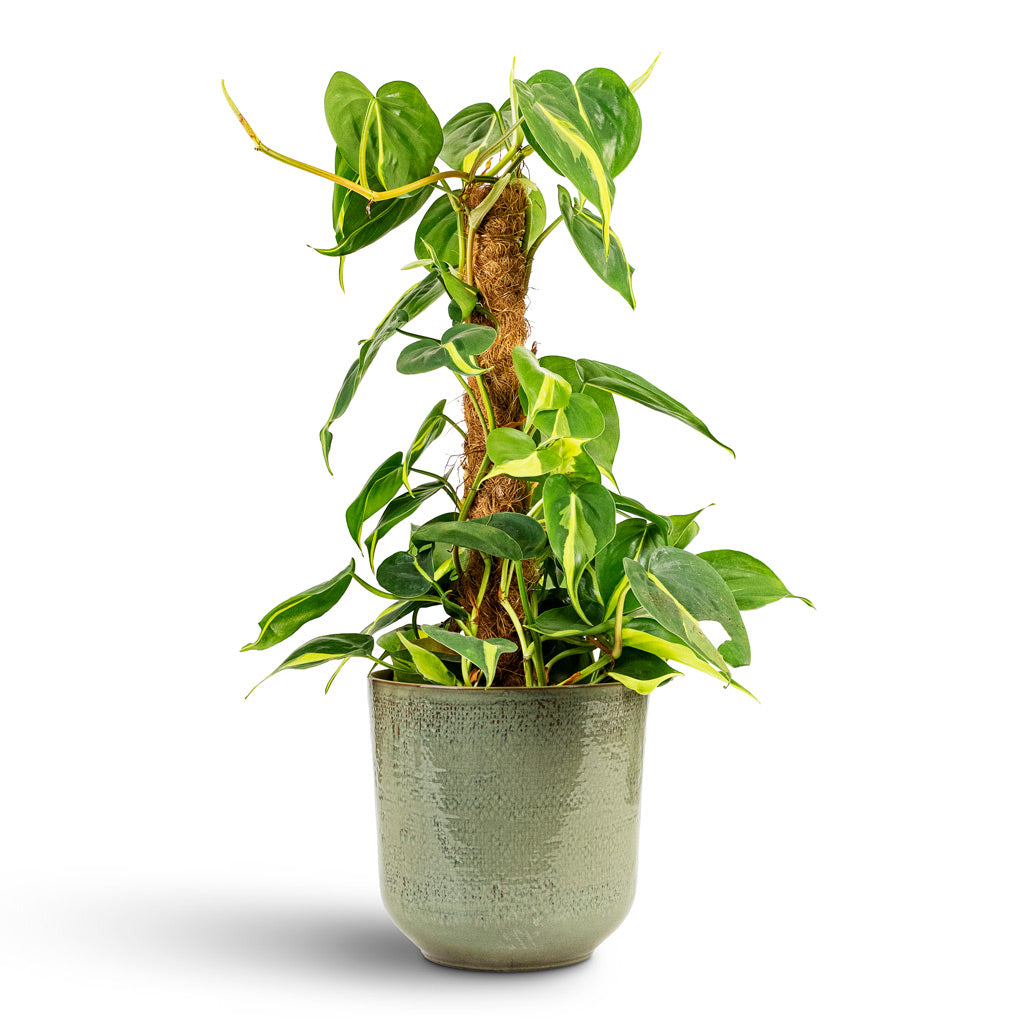 do philodendrons need a moss pole Philodendron Brasil - Sweetheart Plant - Moss Pole | Hortology