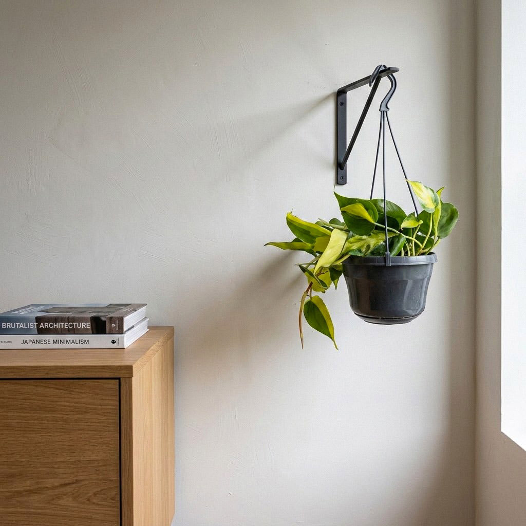 Philodendron scandens Brasil - 15 x 30cm