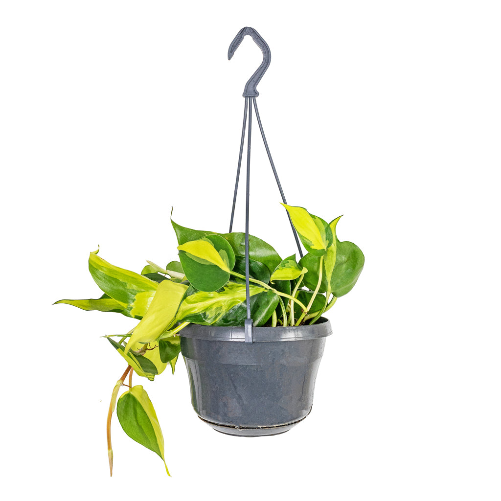 Philodendron scandens Brasil - Sweetheart Plant - 15 x 30cm