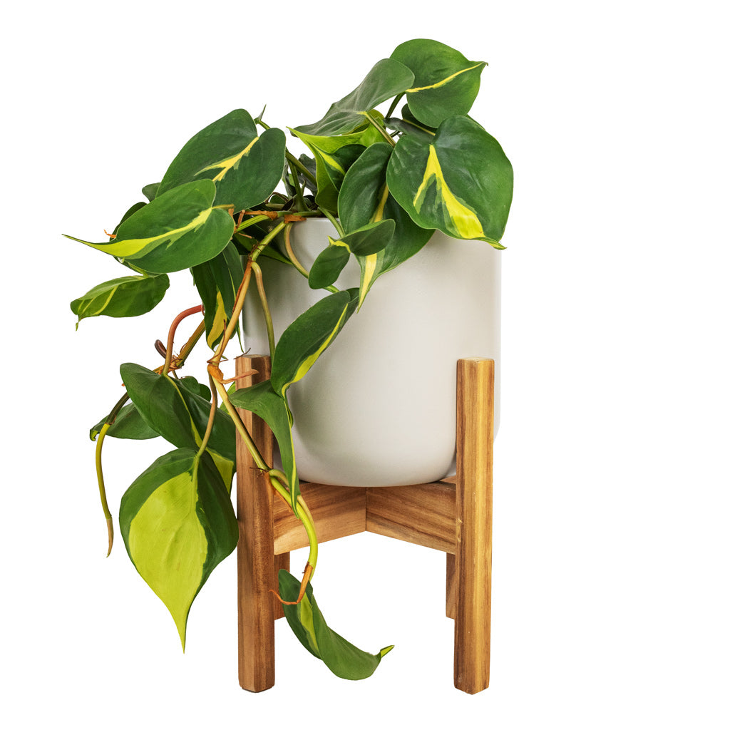 philodendron stand Lisbon Plant Pot Stand - Quality Plant Pot Stands | Hortology