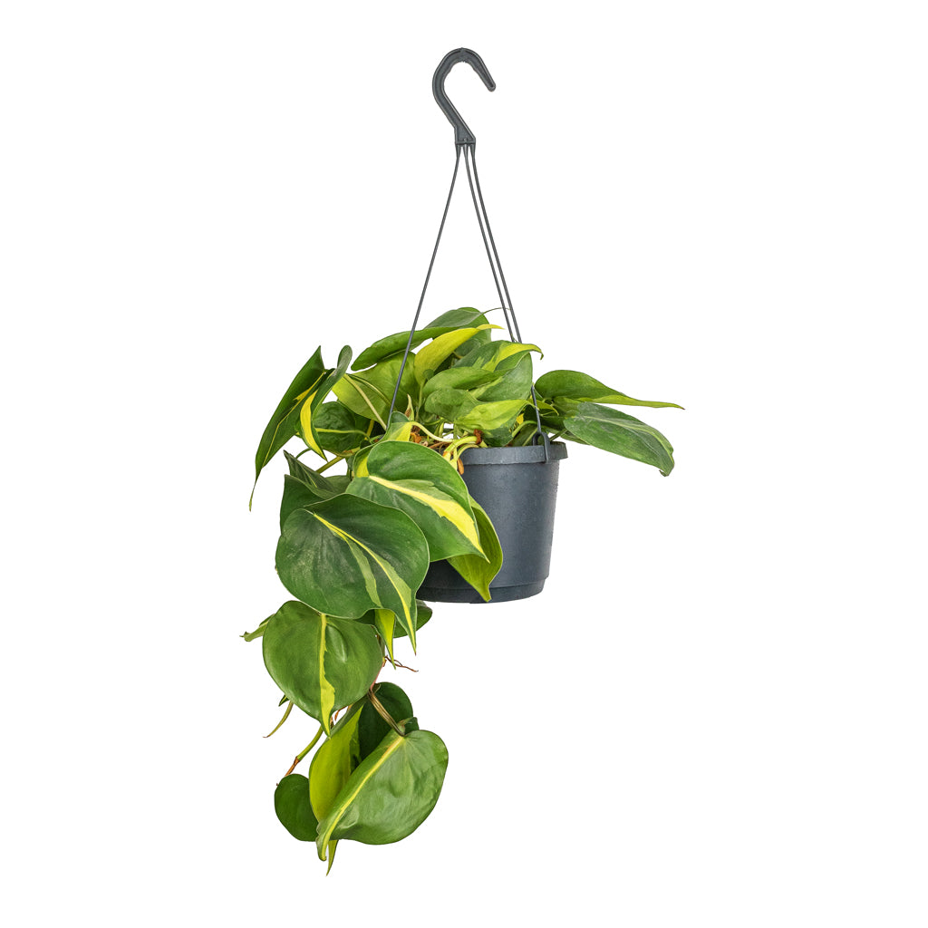Philodendron scandens Brasil - Sweetheart Plant - 17 x 30cm