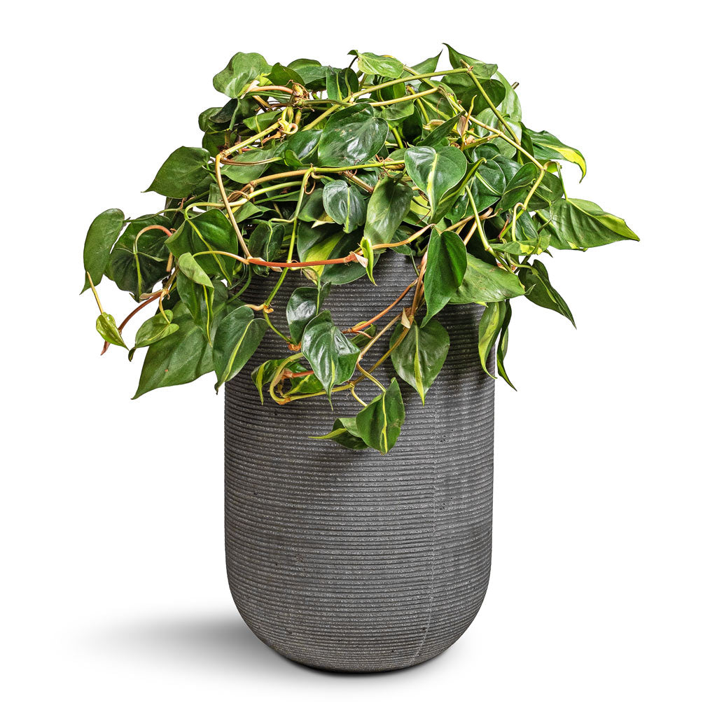 Philodendron scandens Brasil - Sweetheart Plant & Cody Plant Vase - Ridged Dark Grey