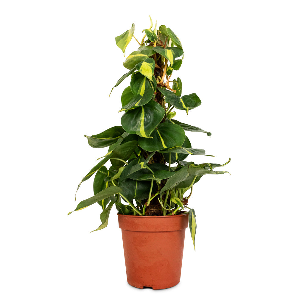 Philodendron scandens Brasil - Sweetheart Plant - Moss Pole 15cm
