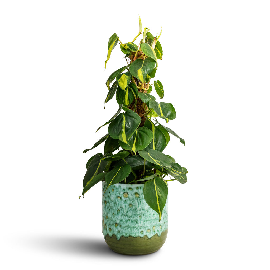 Philodendron scandens Brasil - Sweetheart Plant - Moss Pole &amp; Ocean Glaze Plant Pot - Emerald
