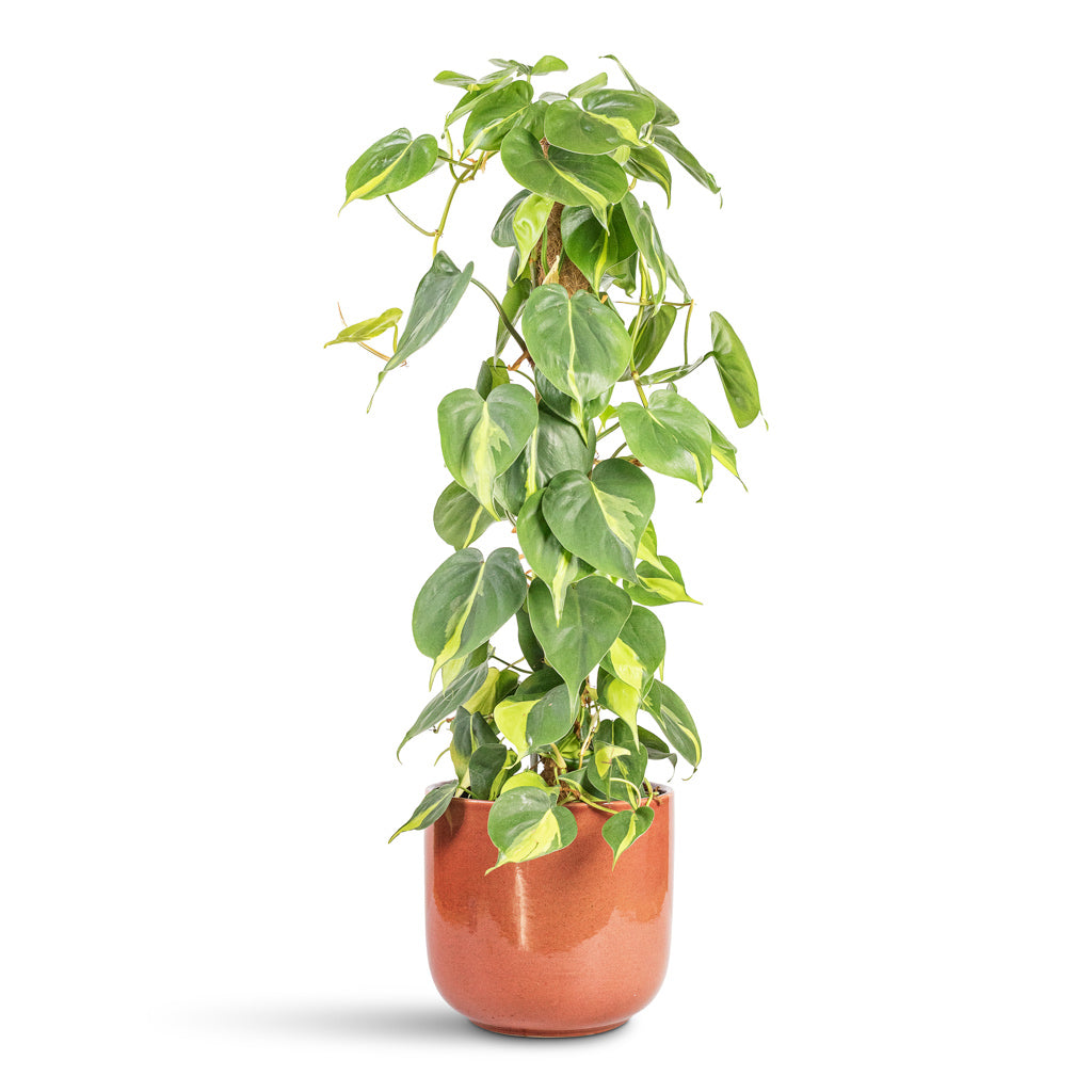 Philodendron scandens Brasil Sweetheart Plant Moss Pole - 17x80cm In Nine Plant Pot Blush Pink - 22x20cm