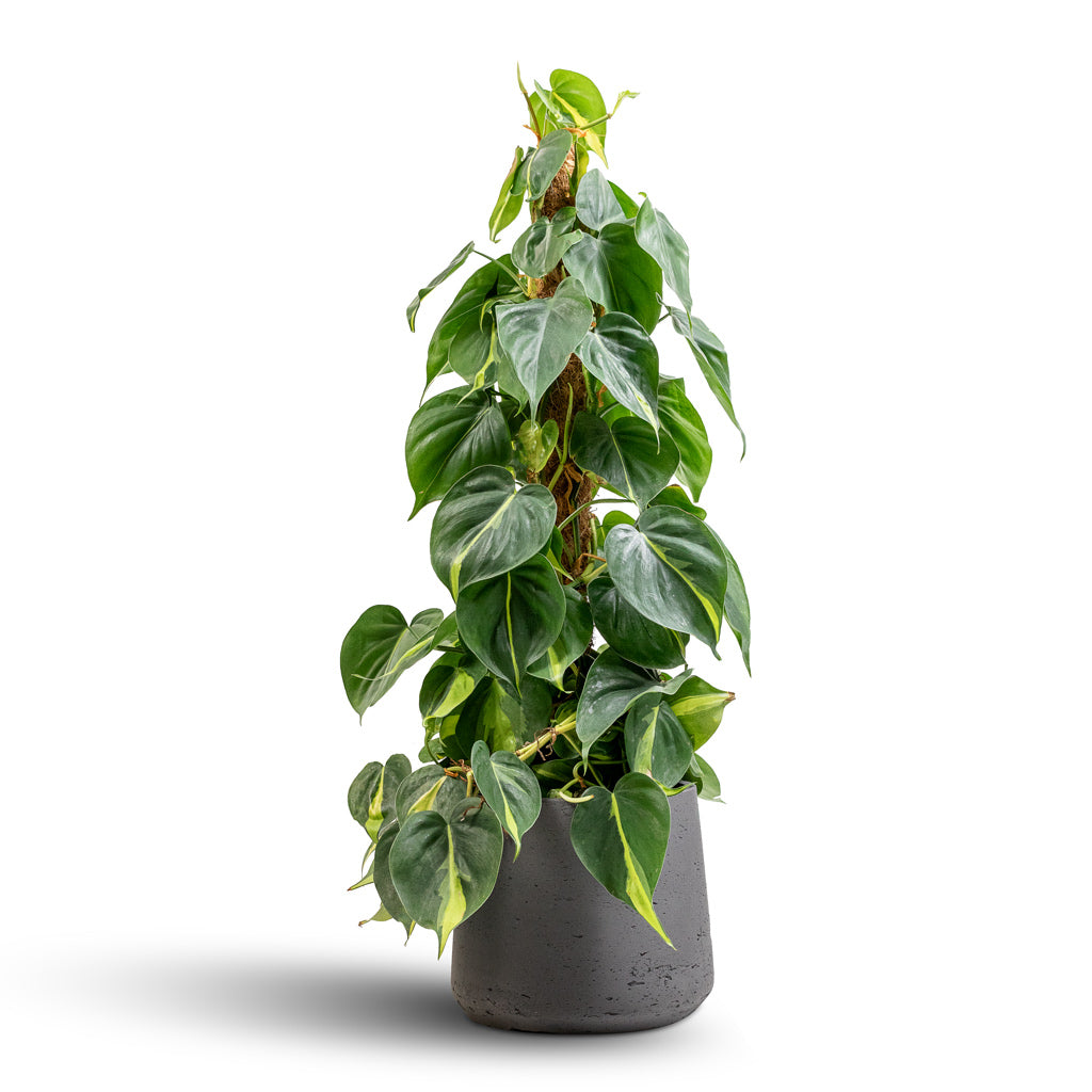 Philodendron scandens Brasil - Sweetheart Plant - Moss Pole & Patt Plant Pot - Black Washed