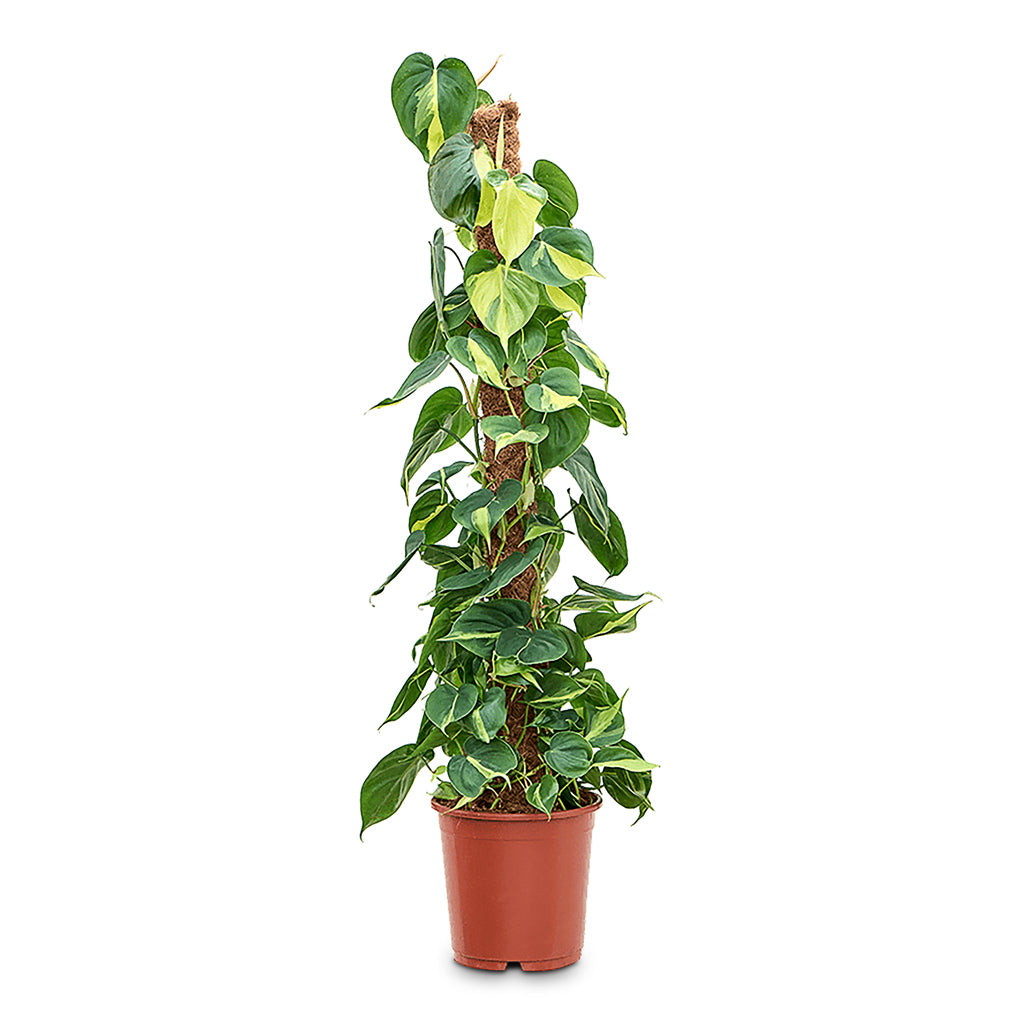 philodendron on moss pole Philodendron Brasil - Sweetheart Plant - Moss Pole | Hortology