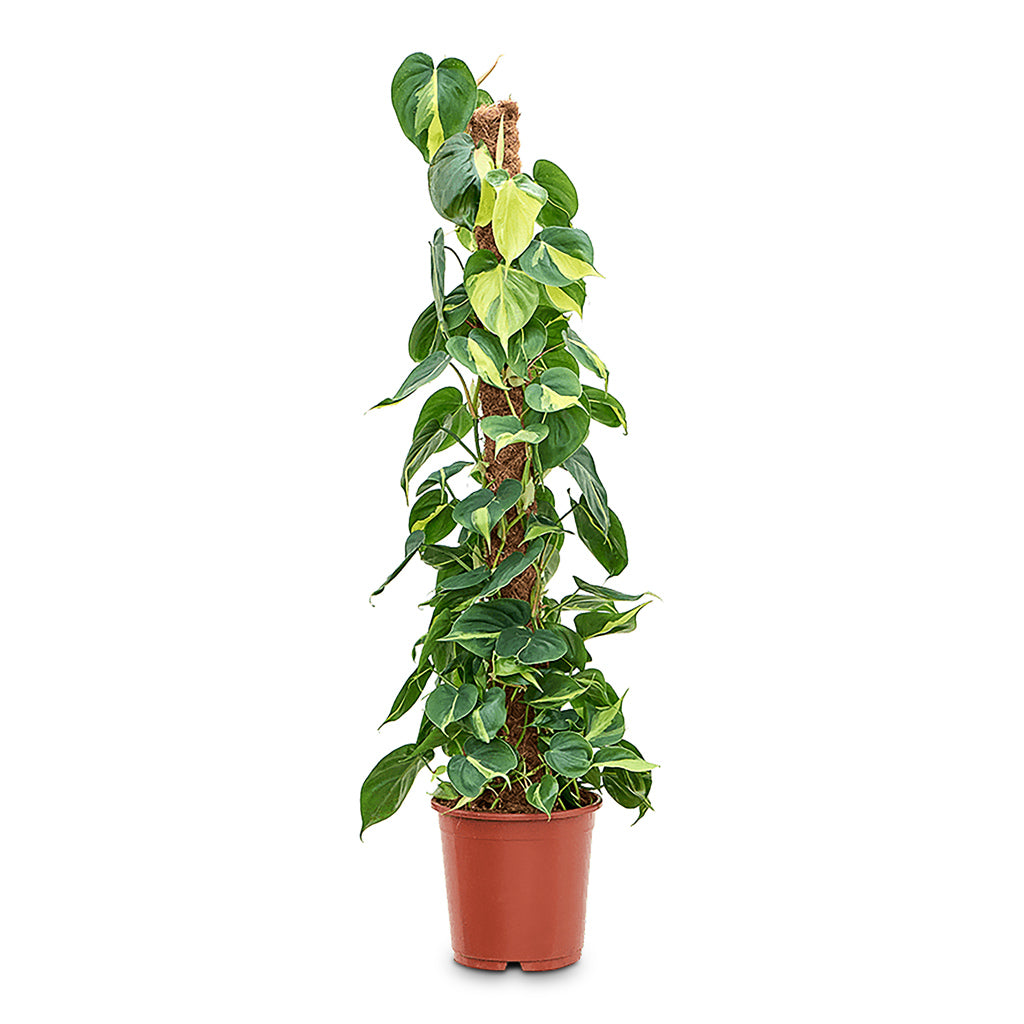 Philodendron scandens Brasil - Sweetheart Plant - Moss Pole 24cm x 120cm