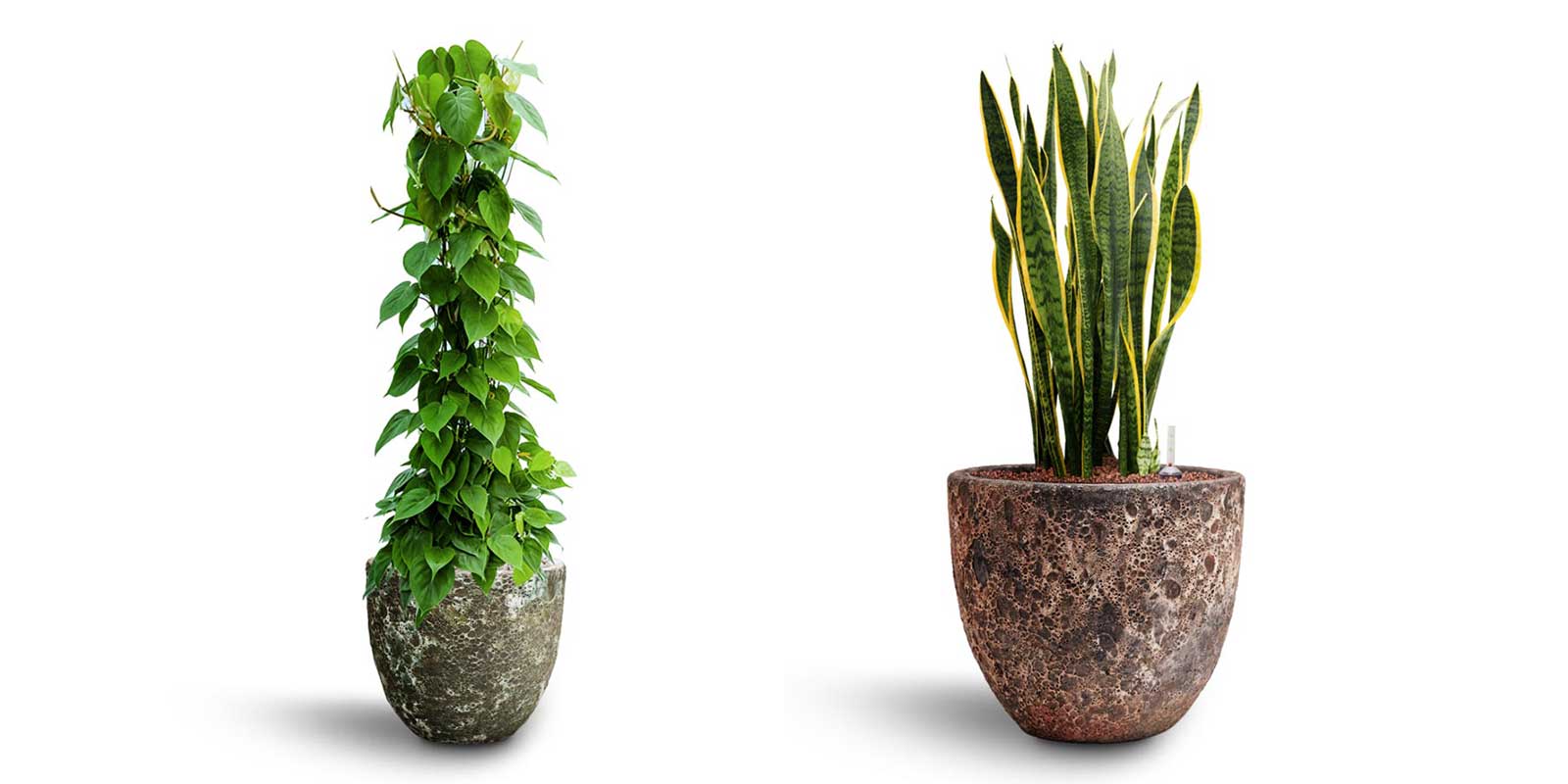 Philodendron Scandens Sansvieria Laurentii Lava Couple Planters
