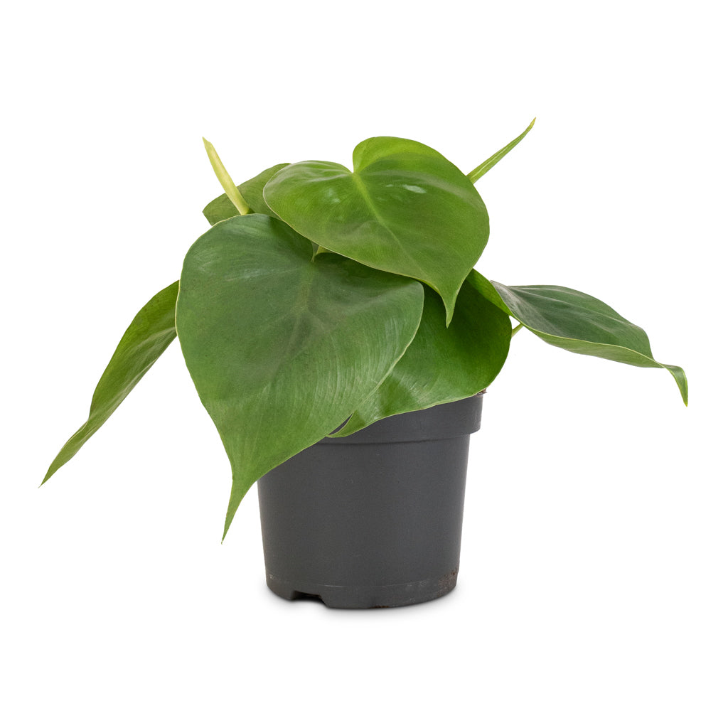 Philodendron scandens - Sweetheart Plant