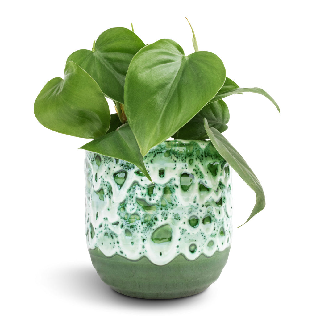 Philodendron scandens - Sweetheart Plant & Ocean Glaze Plant Pot - Emerald