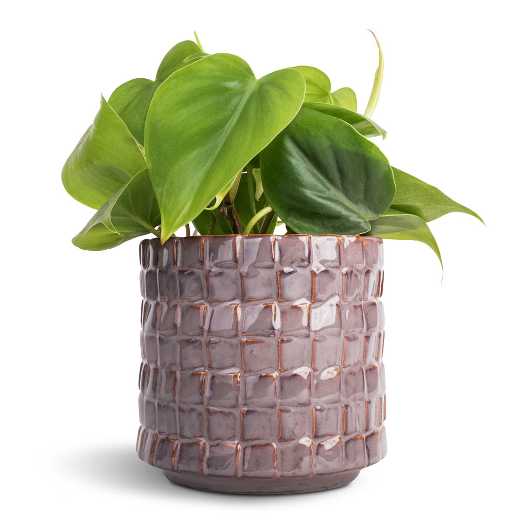 Philodendron scandens - Sweetheart Plant & Stian Plant Pot - Lavender Candy