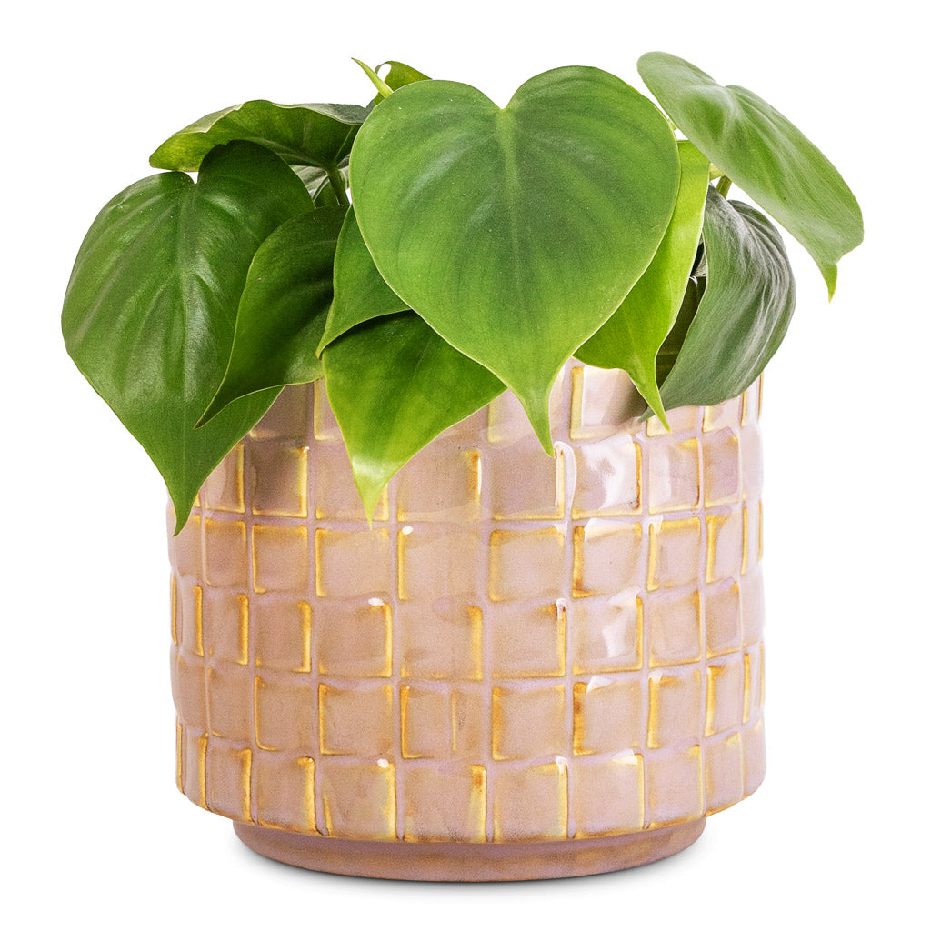Philodendron scandens - Sweetheart Plant & Stian Plant Pot - Soft Nougat