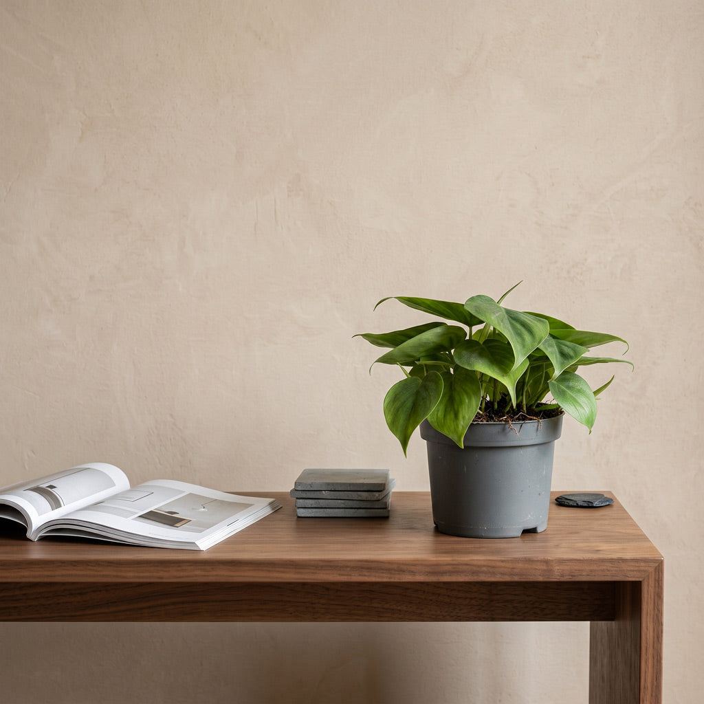 Philodendron scandens - 12 x 20cm