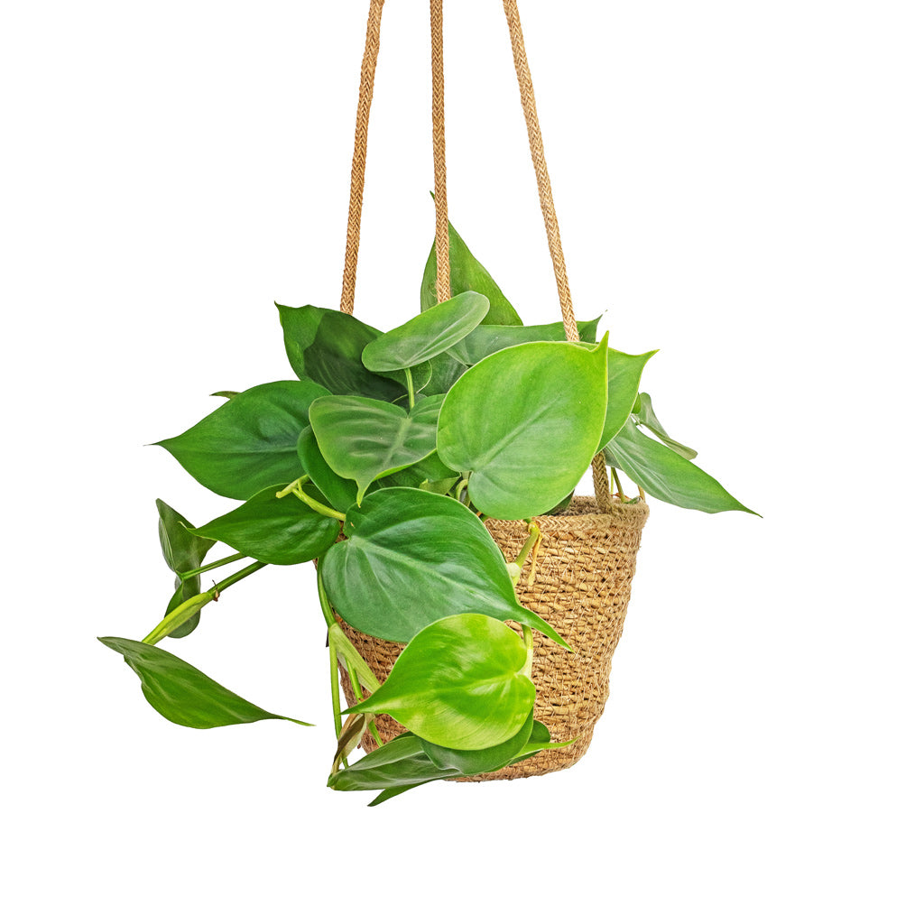 Philodendron scandens - Sweetheart Plant & Igmar Hanging Plant Basket - Natural