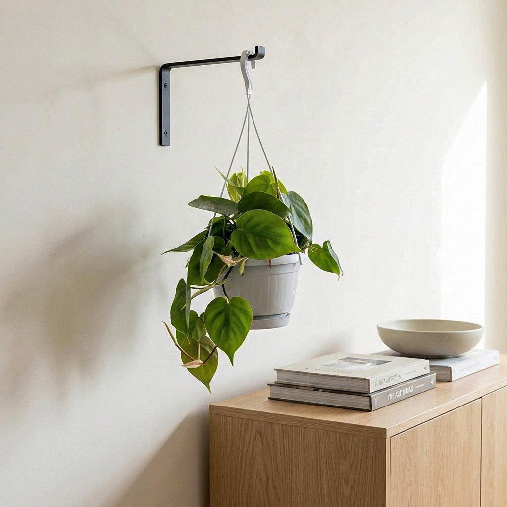 Philodendron scandens - 15 x 30cm
