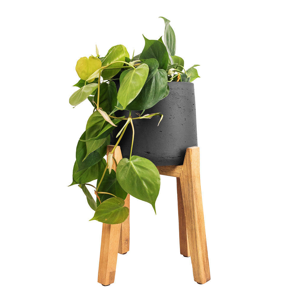 Philodendron scandens - Sweetheart Plant & Patt Plant Pot - Tall Stand - Black Washed