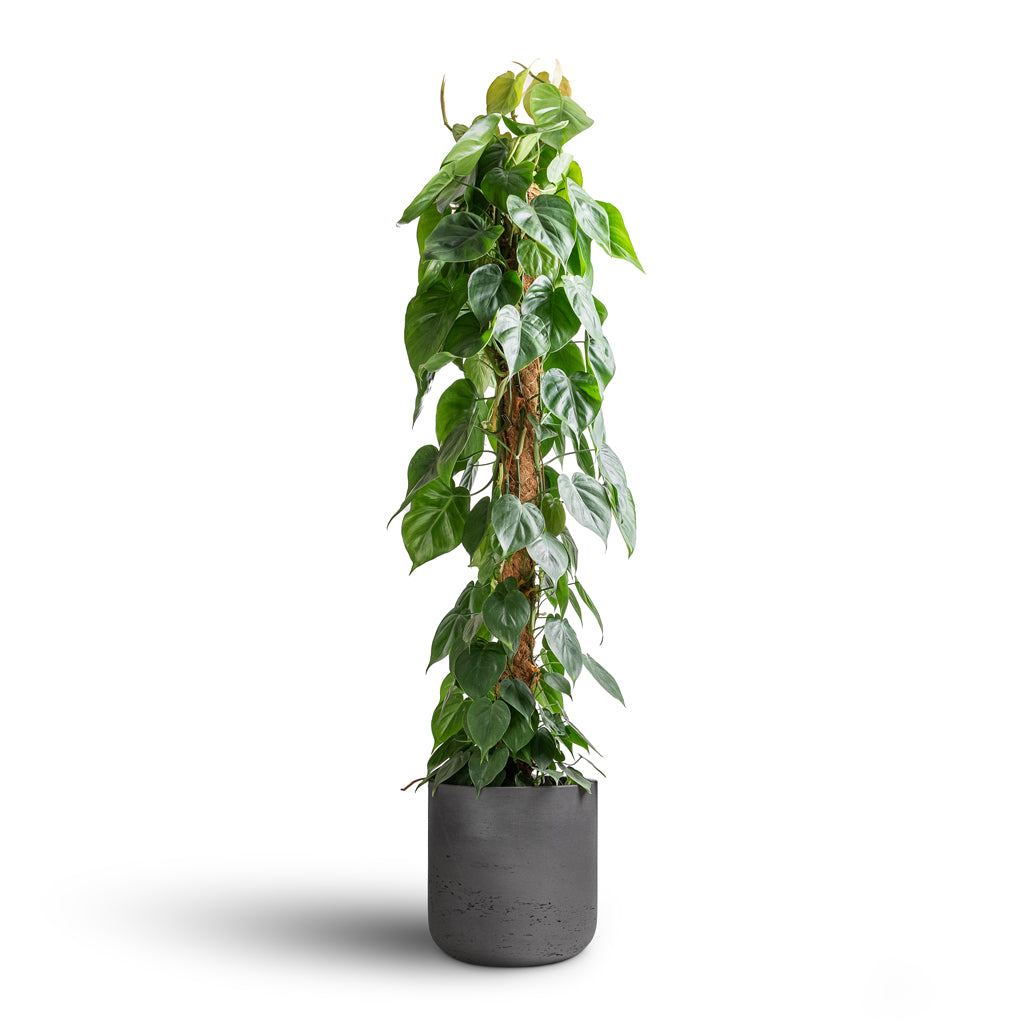 Philodendron scandens - Sweetheart Plant - Moss Pole &amp; Charlie Plant Pot - Black Washed
