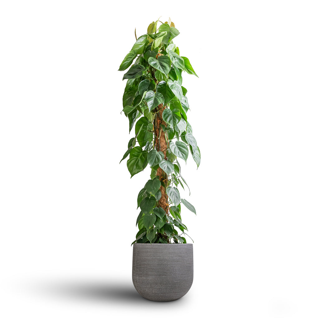 Philodendron scandens - Sweetheart Plant - Moss Pole & Cody Plant Pot - Ridged Dark Grey