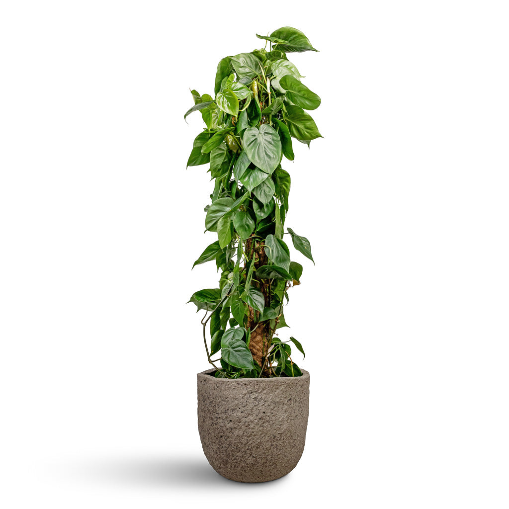 Philodendron scandens Sweetheart Plant Moss Pole - 27x150cm In Russell Mountain Planter Granite Grey - 42x36cm