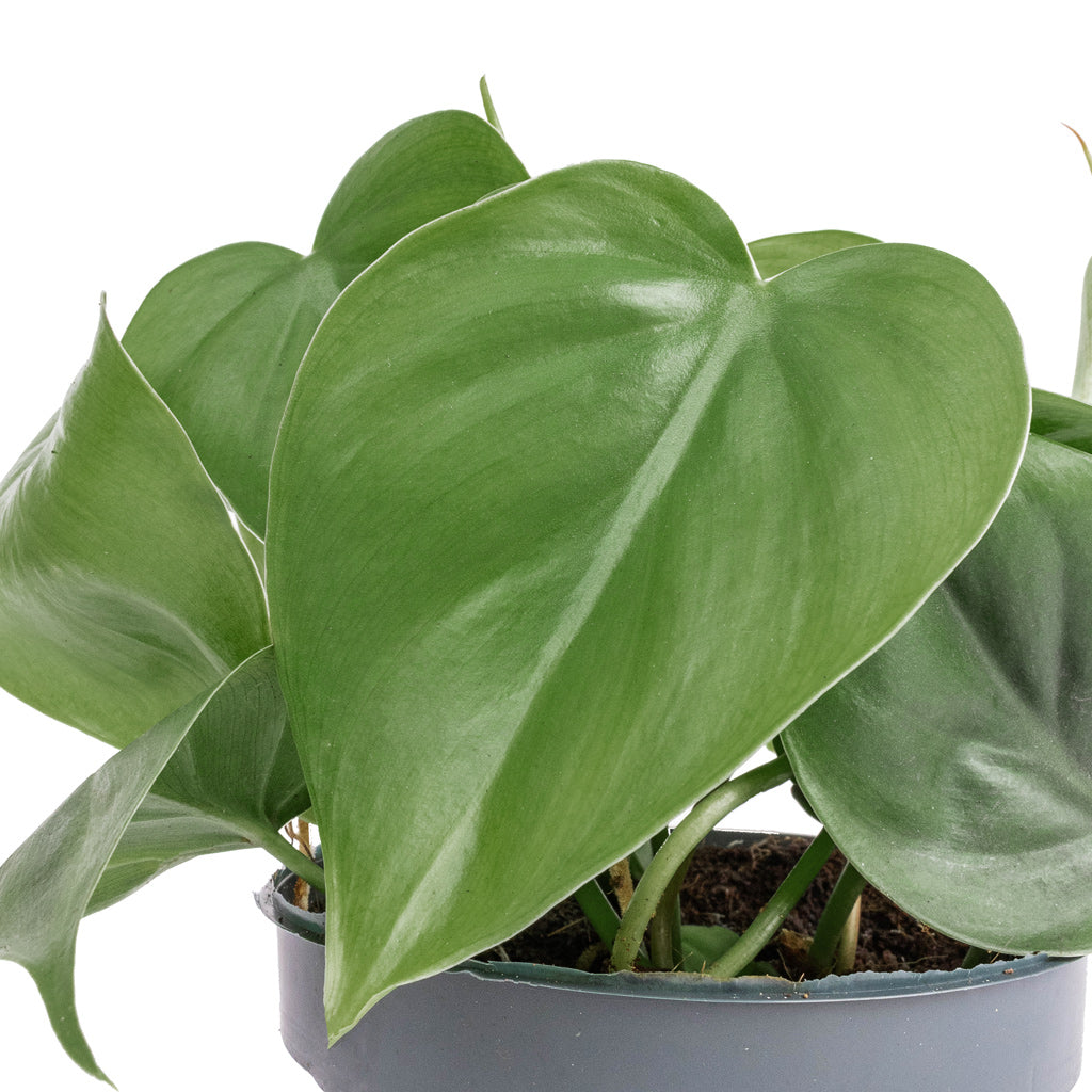 Philodendron scandens - Sweetheart Plant