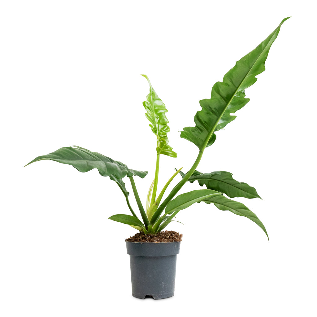 Thaumatophyllum bipinnatifidum Narrow - Tiger Tooth | Hortology