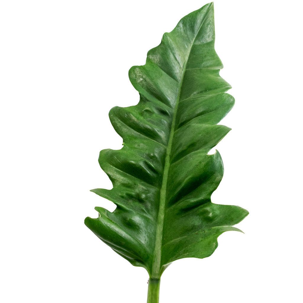philodendron bipinnatifidum narrow Thaumatophyllum bipinnatifidum Narrow - Tiger Tooth | Hortology
