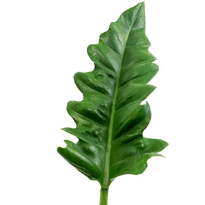 Philodendron selloum Narrow - Tiger Tooth Leaf