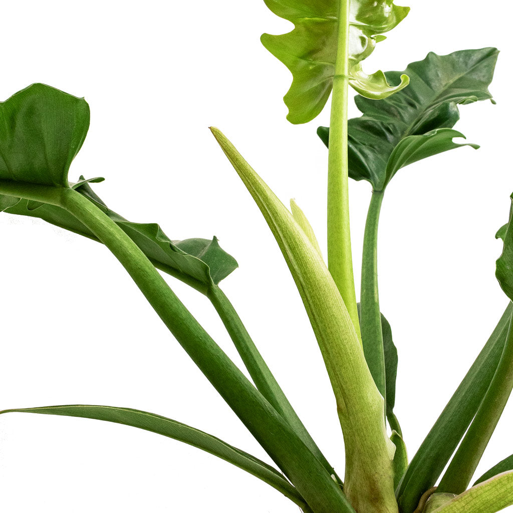 Philodendron selloum Narrow - Tiger Tooth Stems