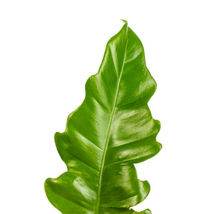 Philodendron selloum Narrow - Tiger Tooth Leaf