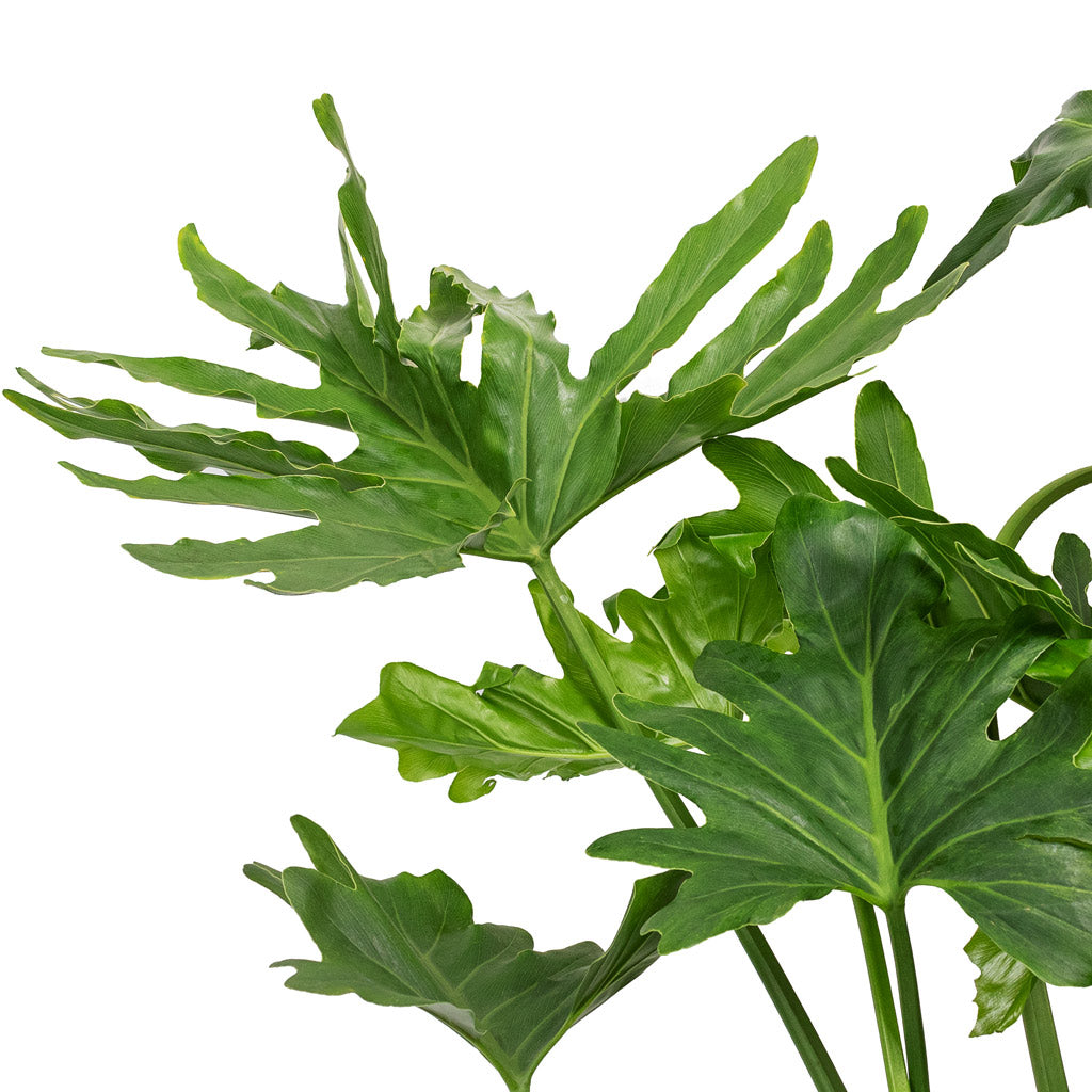 philodendron selloum poisonous Thaumatophyllum bipinnatifidum - Tree Philodendron selloum Houseplant