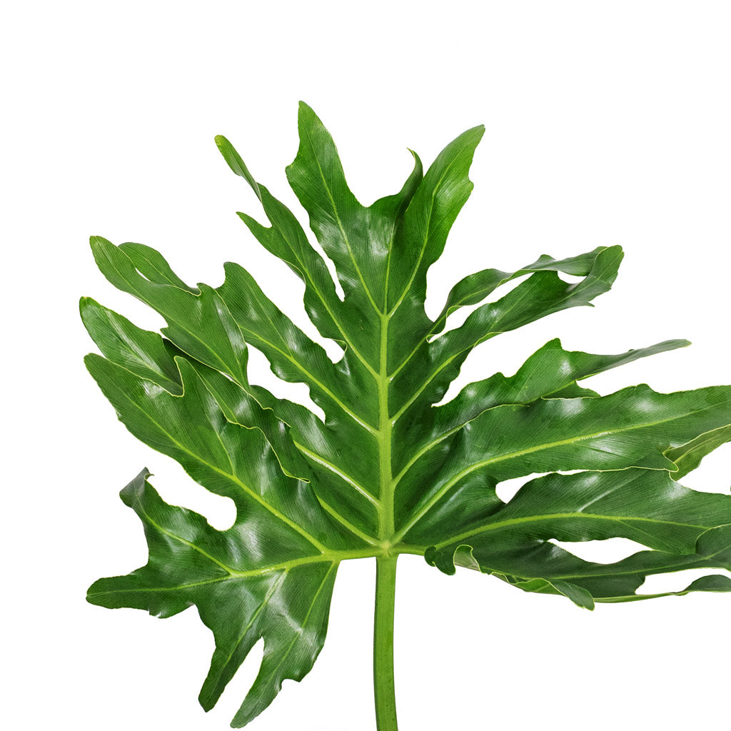 Philodendron selloum - Tree Philodendron Leaf