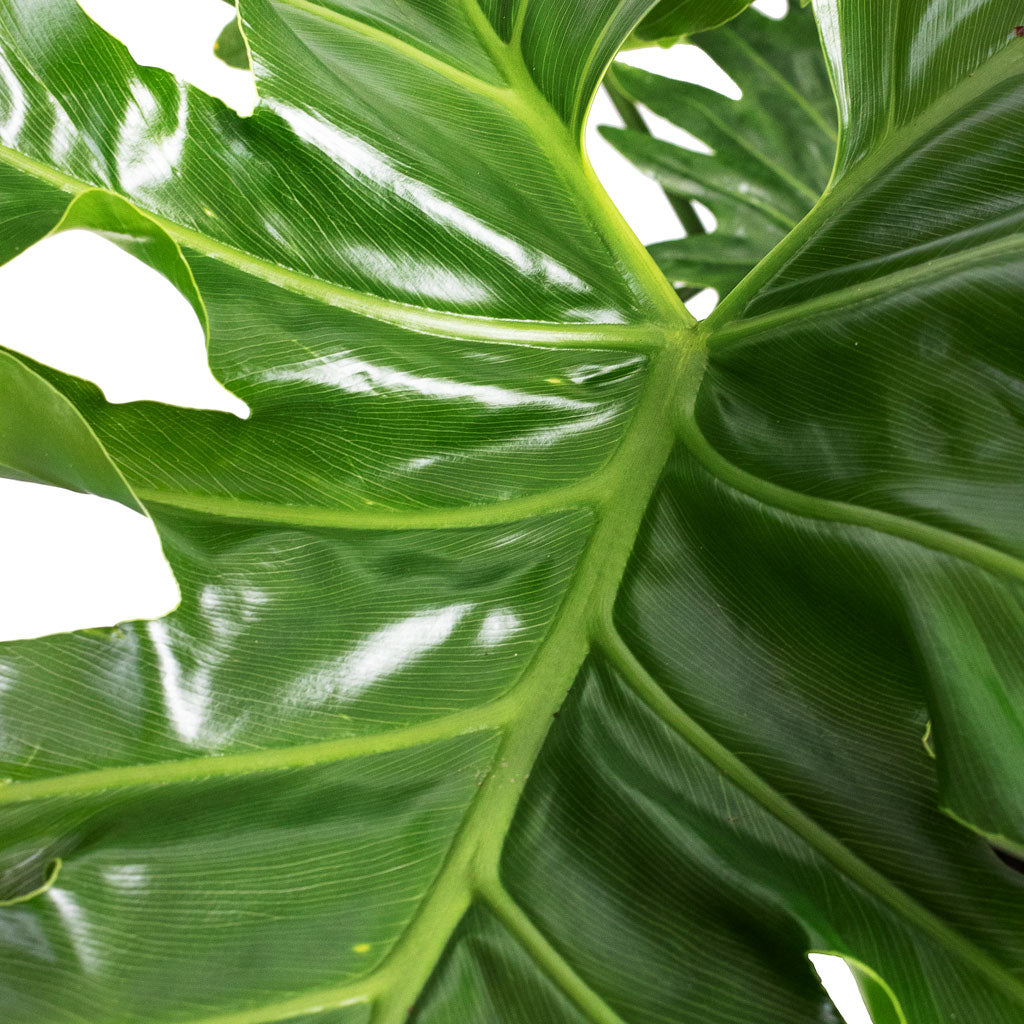 metallic leaves on philodendron selloum Thaumatophyllum bipinnatifidum - Tree Philodendron selloum Houseplant