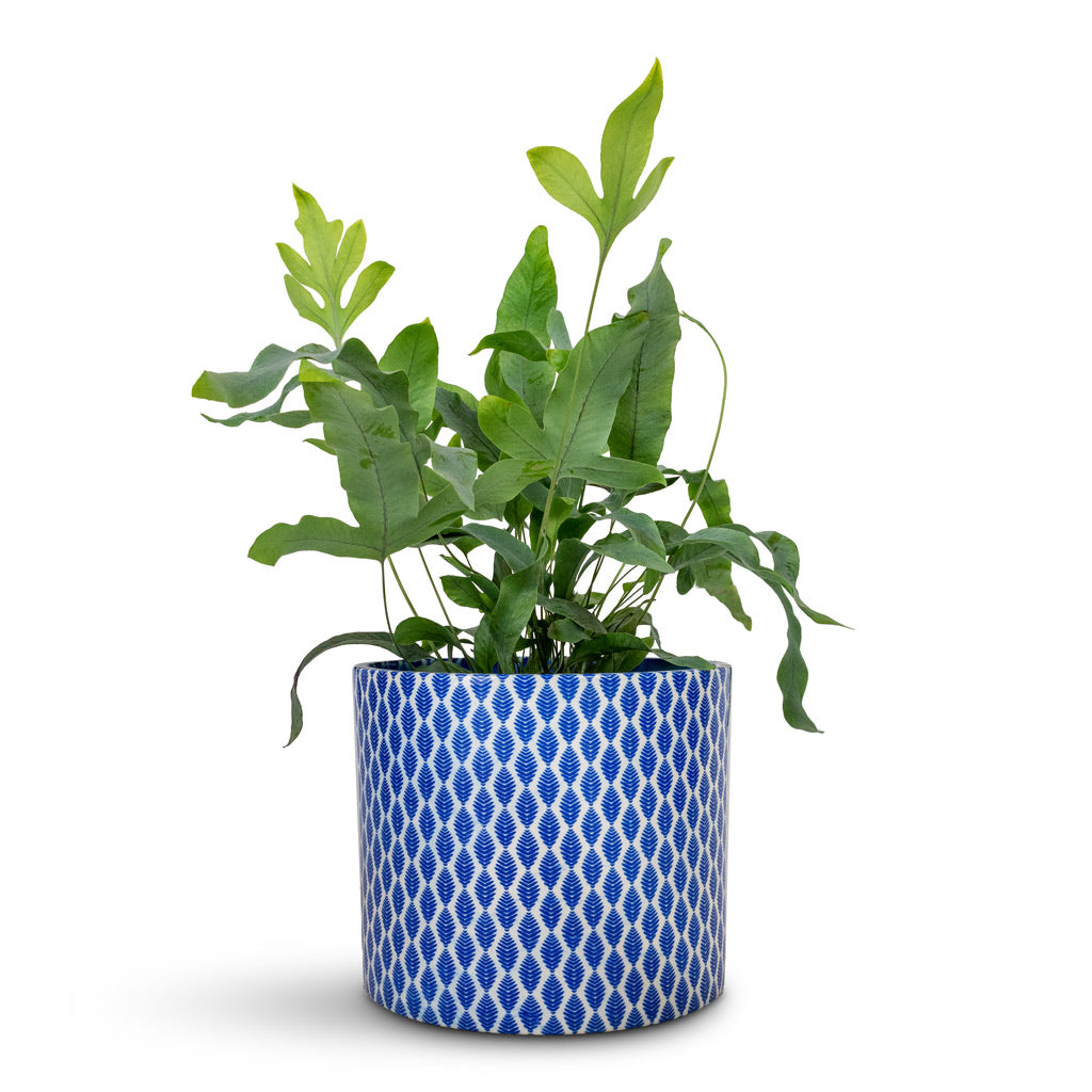 Phlbodium Blue Star Blue Star Fern - 12x30cm & Lazzaro Plant Pot Navy Garland - 15x13cm