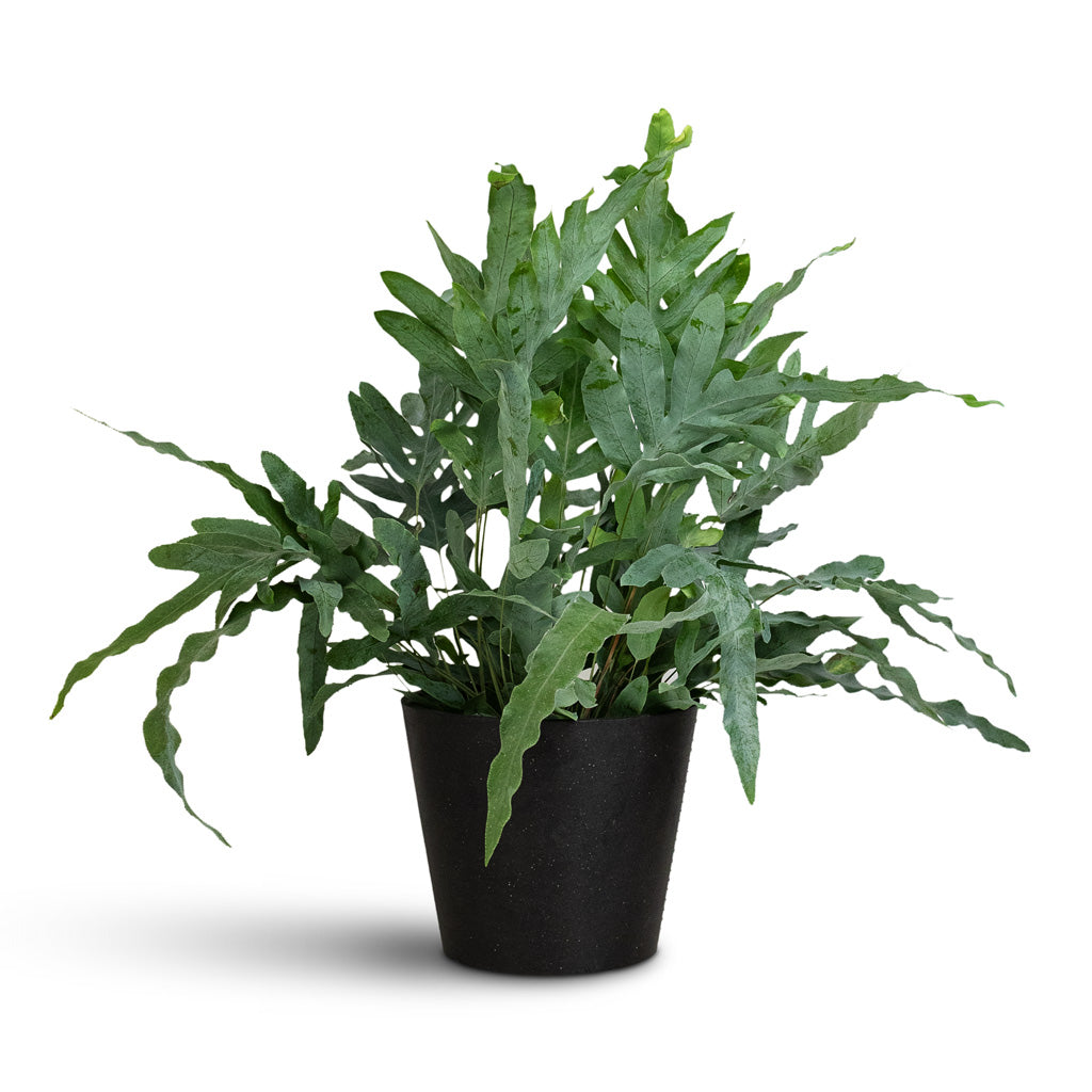 Phlebodium Blue Star 12x25cm In Amsterdam Bucket Planter Slate 20x18cm