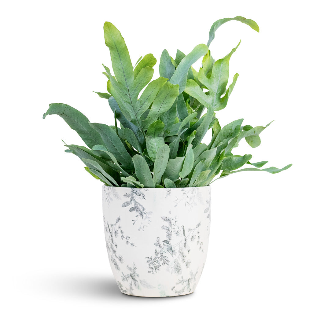 blue star fern brown leaf tips Phlebodium aureum Blue Star - Blue Star Indoor Fern | Hortology