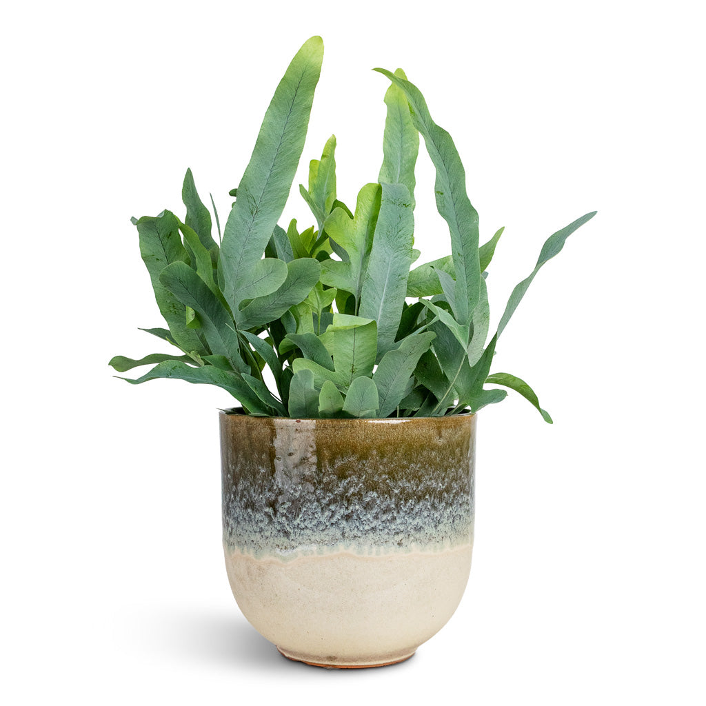 Phlebodium Blue Star 12x25cm House Plant In Rowe Glaze Pot Olive Wash 16x15cm