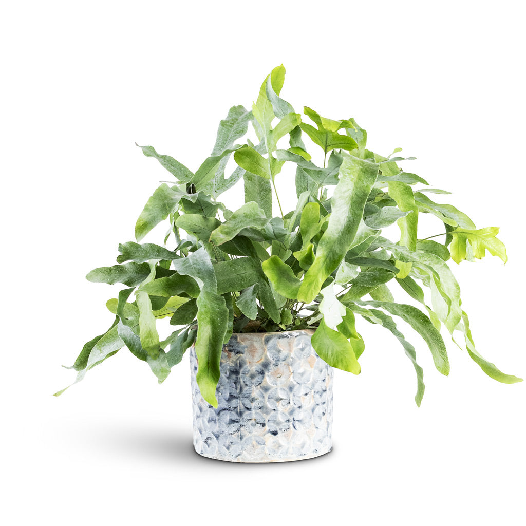 Phlebodium Blue Star 12x25cm House Plant In Terni Pot Denim 14x13cm