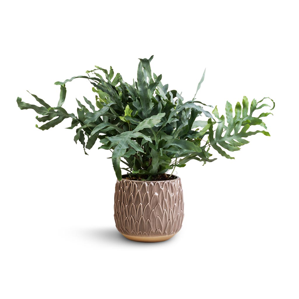 Phlebodium Blue Star - Blue Star Fern & Arles Leaf Plant Pot - Mocha