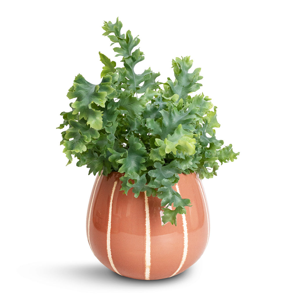 Phlebodium davana - Blue Star Fern & Nova Plant Pot - Rose