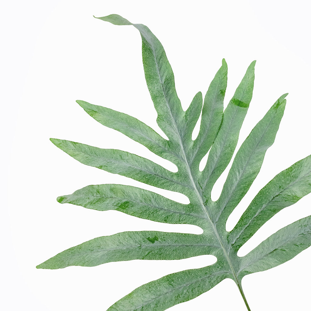 fern blue star Phlebodium aureum Blue Star - Blue Star Indoor Fern | Hortology