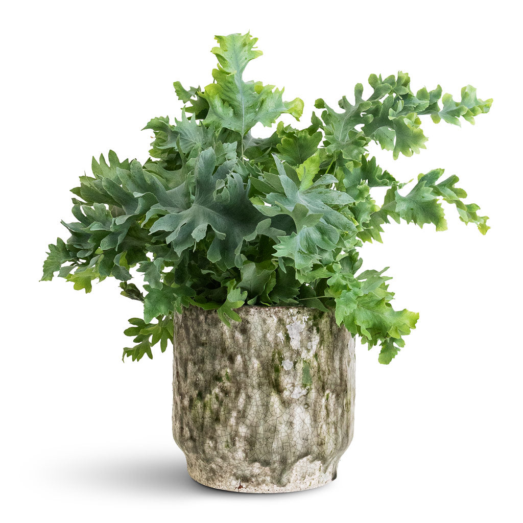 Phlebodium davana - 12x25cm In Julian Pot Moss - 14x14cm