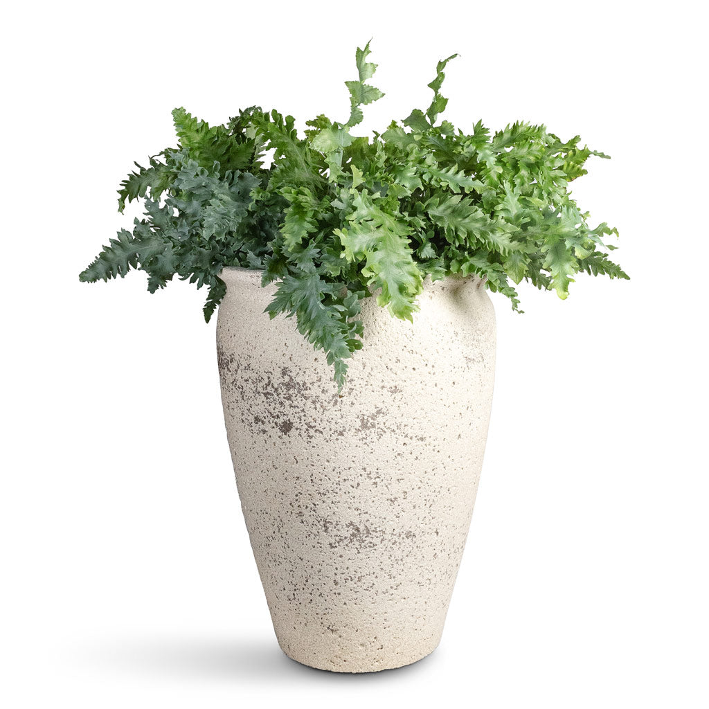 Phlebodium davana -20x55cm Artemis Mediterranean Planter Chalk White - 42.5x58cm 