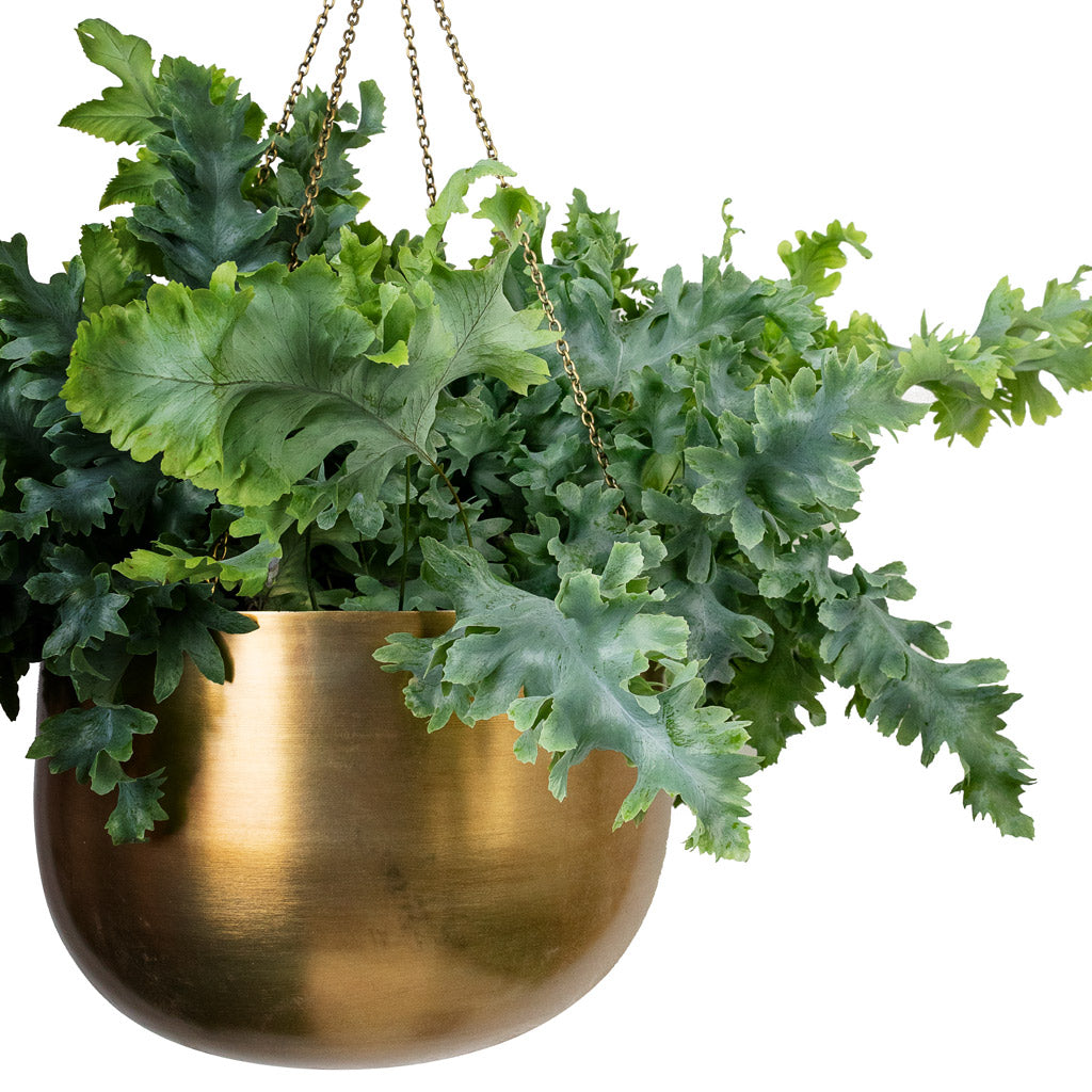 Phlebodium davana - Blue Star Fern & Mayfair Hanging Plant Pot - Antique Brass
