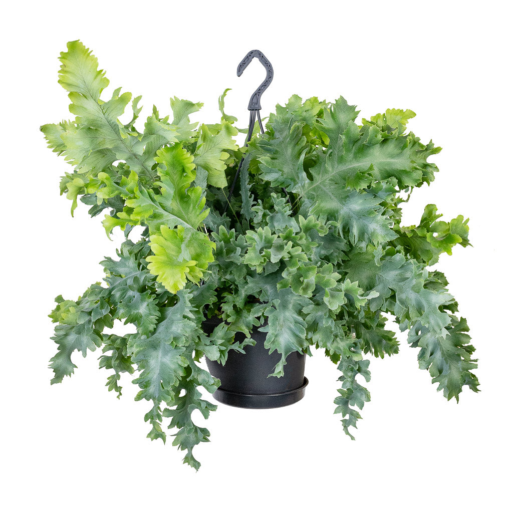 Phlebodium davana - Blue Star Fern - 20 x 55cm